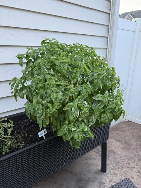 Sooo… does anyone have some good recipes using basil?