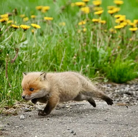 🔥 Baby Foxes 🔥