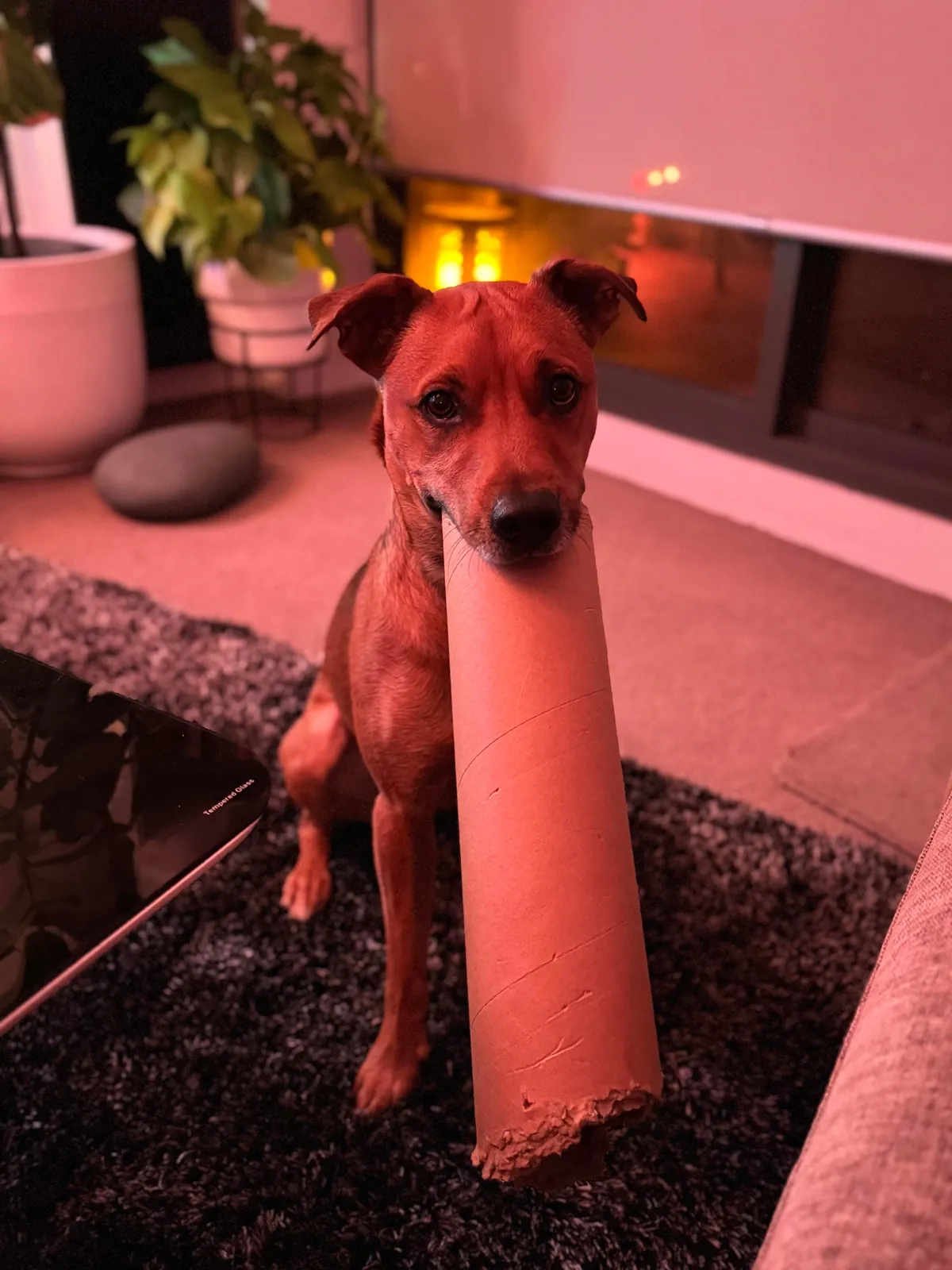 Hector is a bit of a cuddle bug, it’s the best!😘🐕