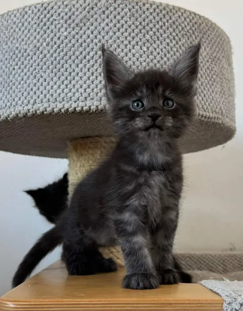 Théoden from 2 to 16 weeks old