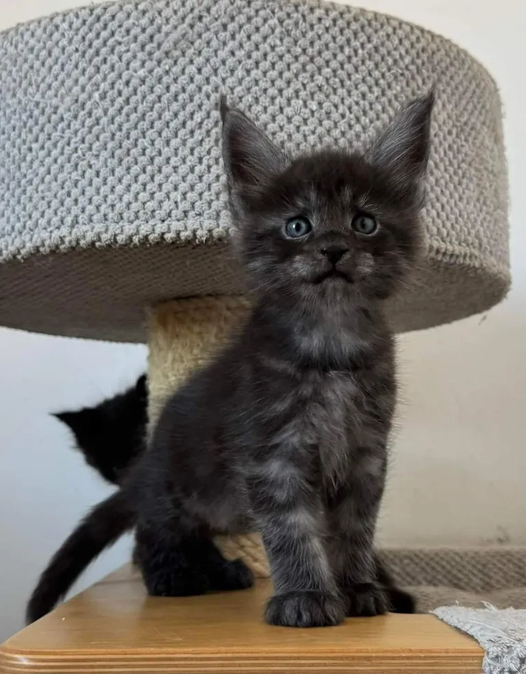 Théoden from 2 to 16 weeks old