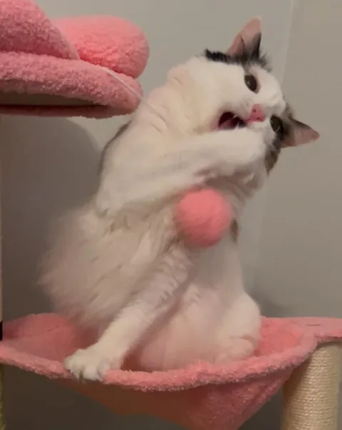 My little lady’s reaction to her cat tree: