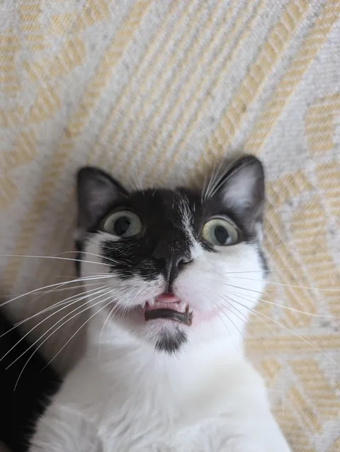 Cat bit the side of my monitor, any hope to revive those pixels ?