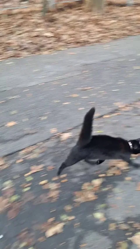 Sometimes the cats of my parents join me and my dog on our walk 🤭