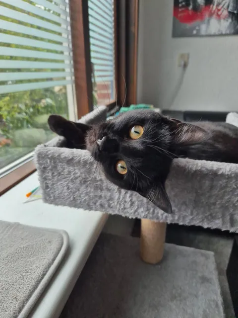 My void is 1! 🥳🥳