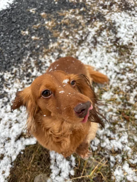 Cleft nose dachshund! I’d say she is pretty rare! ❤️