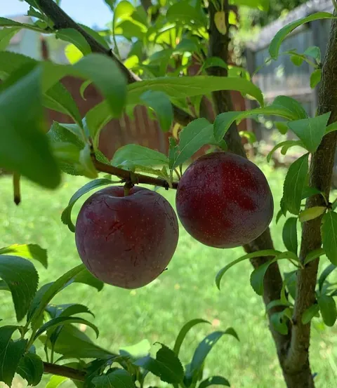 Just enjoying my first harvest in my own home🥰.