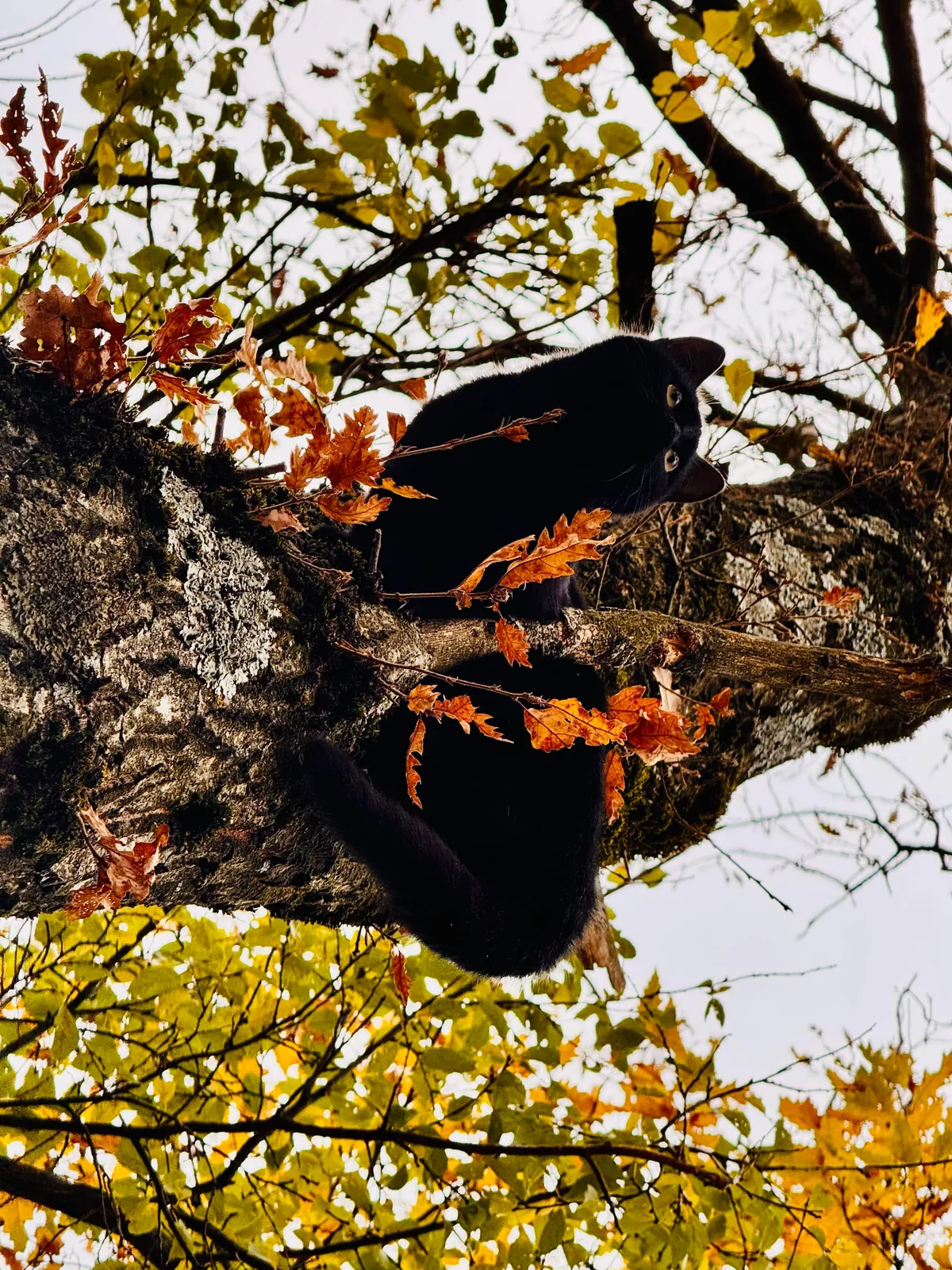 What type of squirrel is this?