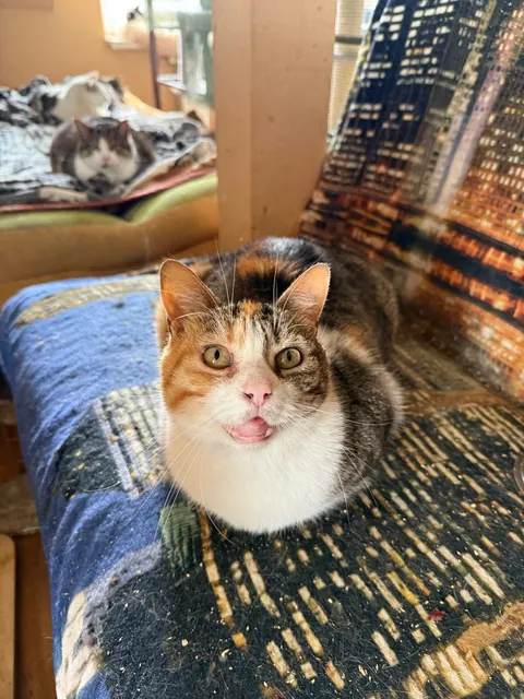 I spent Easter Monday at the cat hospice and have no regrets