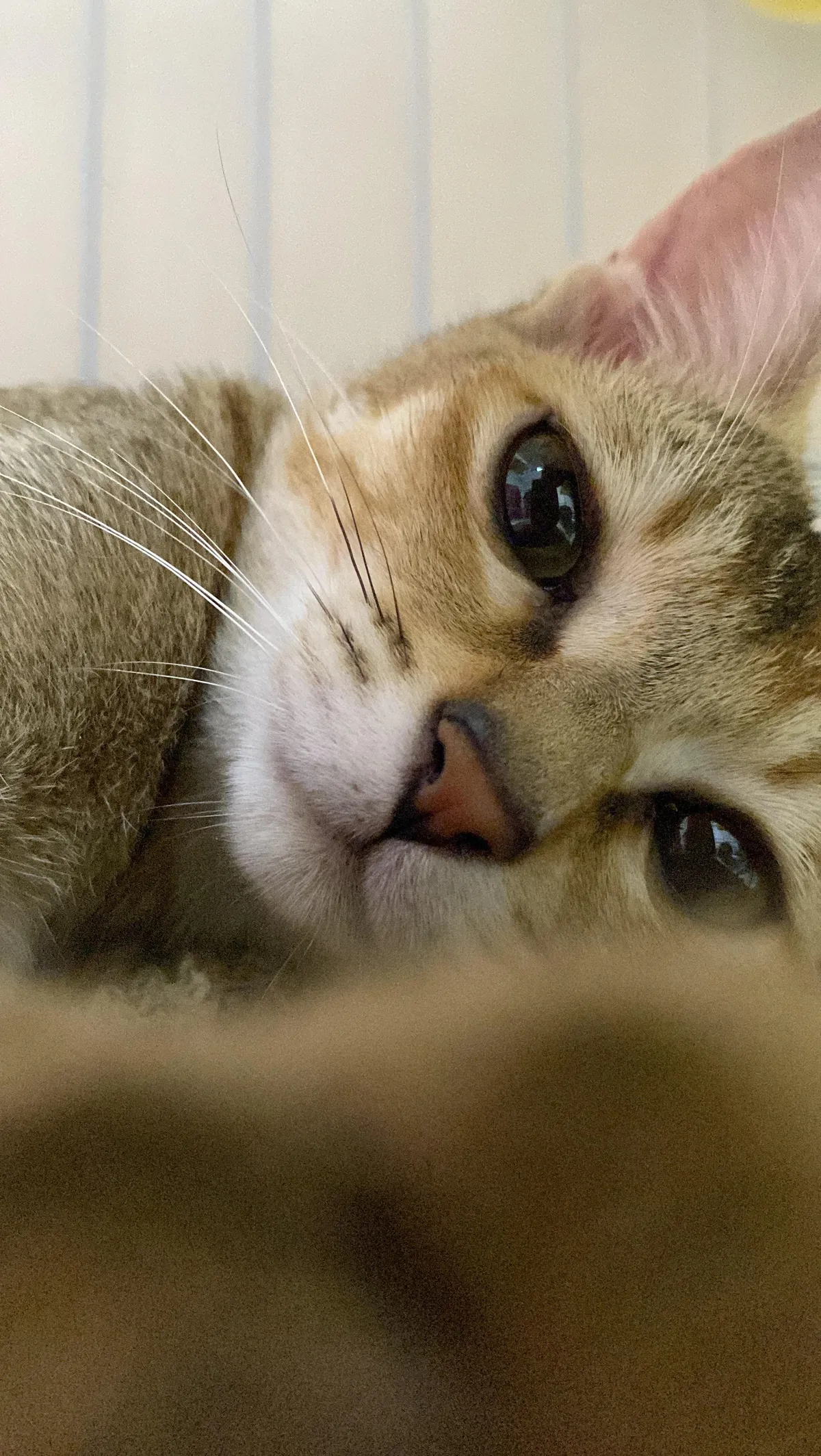 ITAP of my friends’ cat