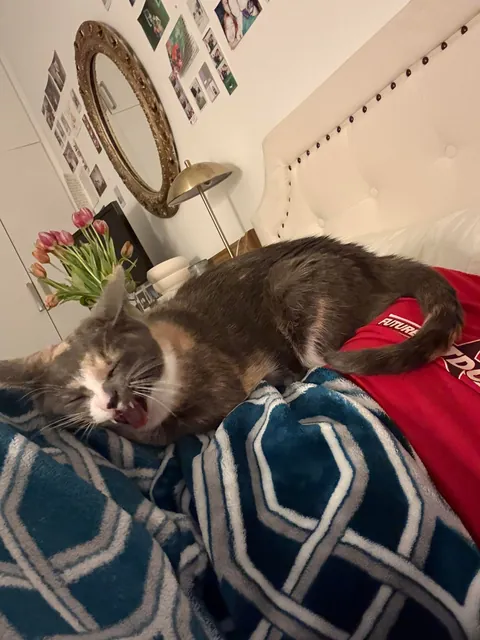 first time cat owner, adopted bonded sisters- so glad I did !