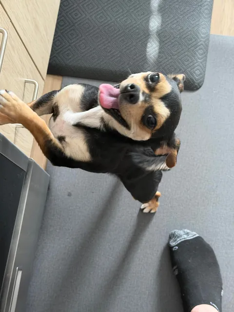 Little Emmy and Oreo) rescued March 2025)