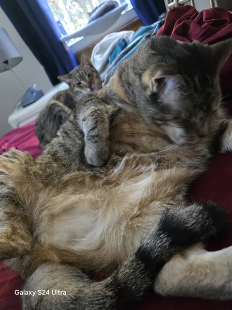 I'll always love and miss you Sushi