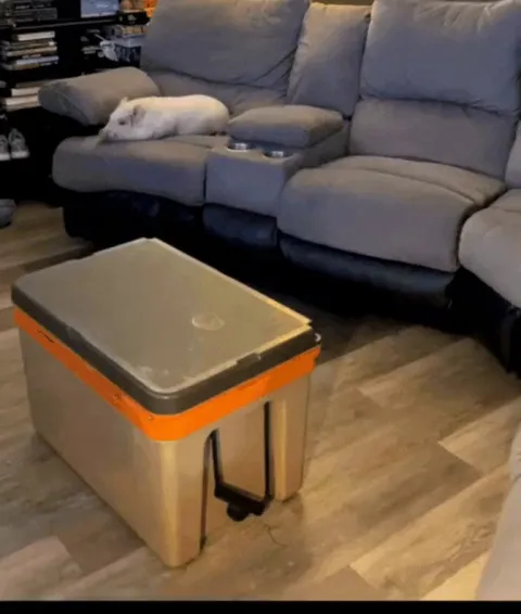 Back and forth couch zoomies