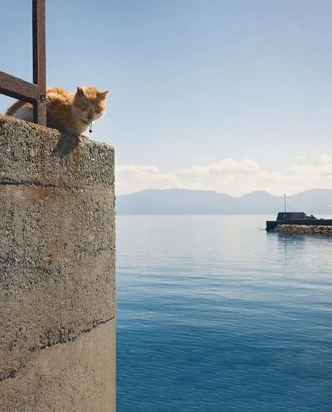 Cat island in japan, give it a scroll!