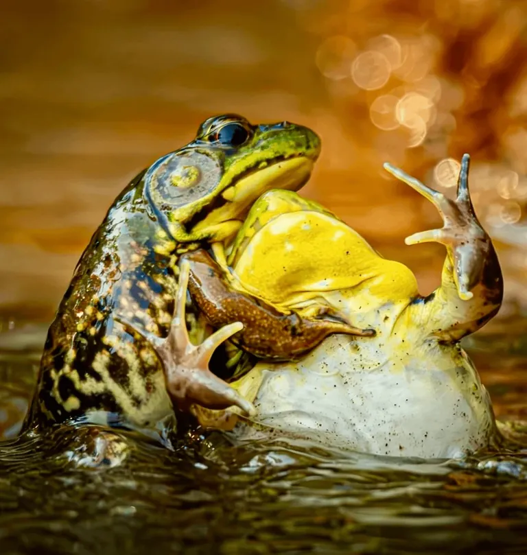 Nominees for comedy Wildlife Photo Of The Year