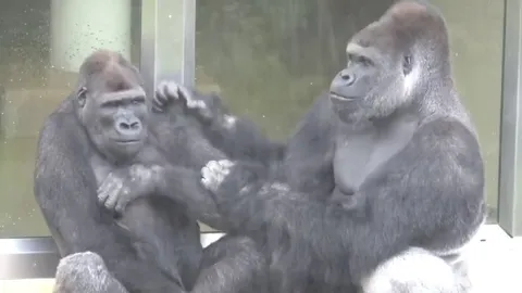 Kiyomasa the Gorilla, almost a teenager, reluctantly accepts a grooming session from his caring dad: unlike other apes and monkeys, grooming among Gorillas doesn't indicate social status. Even the dominant silverback grooms his family members