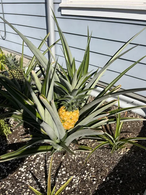 My first pineapple