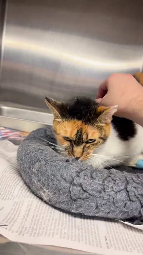 Violet let me pet her today 🥹