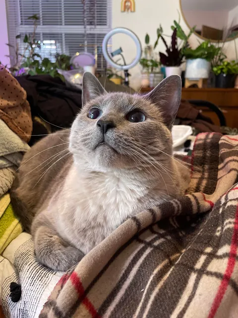 Pour one out for my girl, she's crossing the bridge tomorrow.