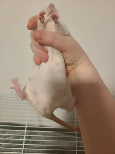 Our boy isn't a boy. How long until she pops?