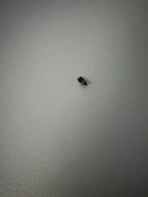 What are these and how do I get rid of them?