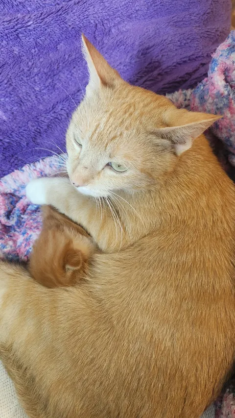 My sister's cat gave birth to a single kitten