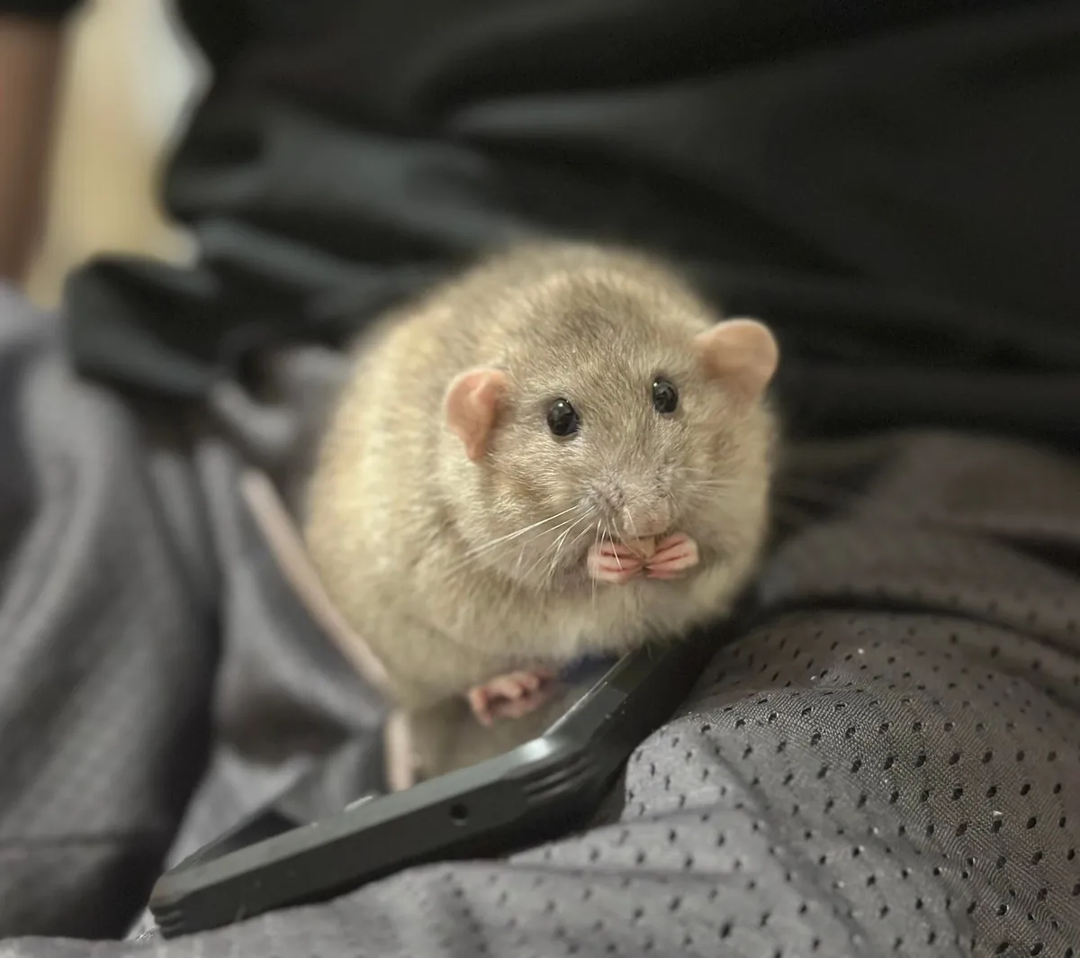 In Loving Memory of President Link 💔