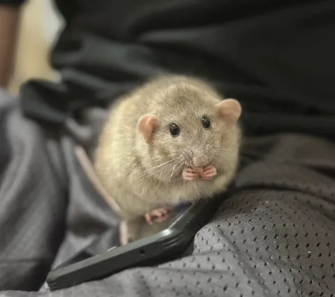 In Loving Memory of President Link 💔