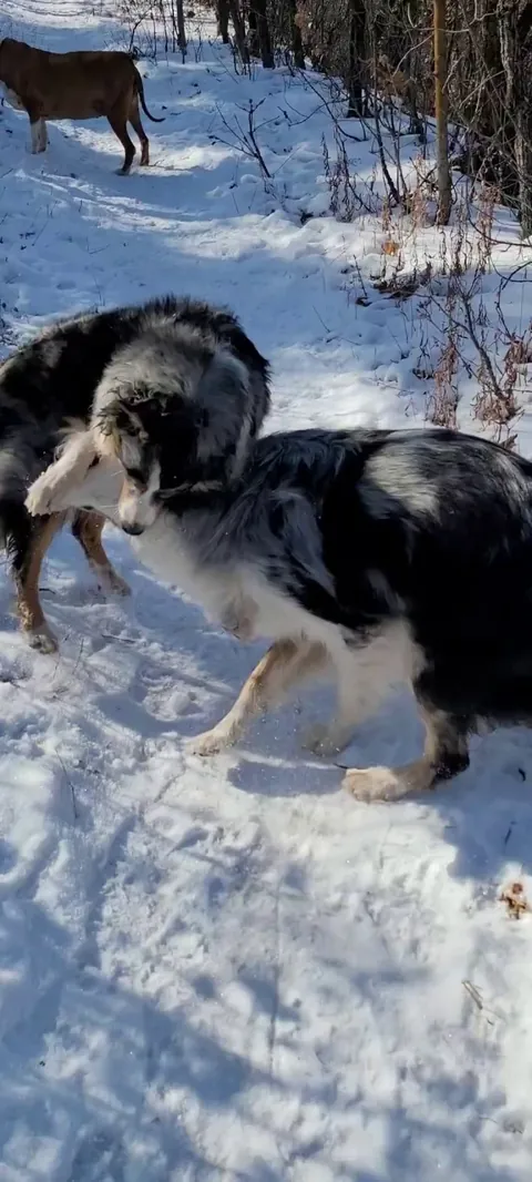 Playing in sunshine together 🌞
