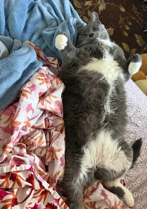 Does anyone else just have a big cat??