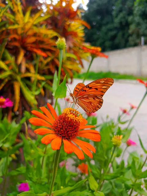 I caught this beautiful butterfly in my garden.