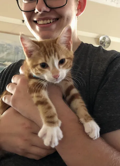 Adopted this lil' rascal after visiting the pound today - meet Whiskers!