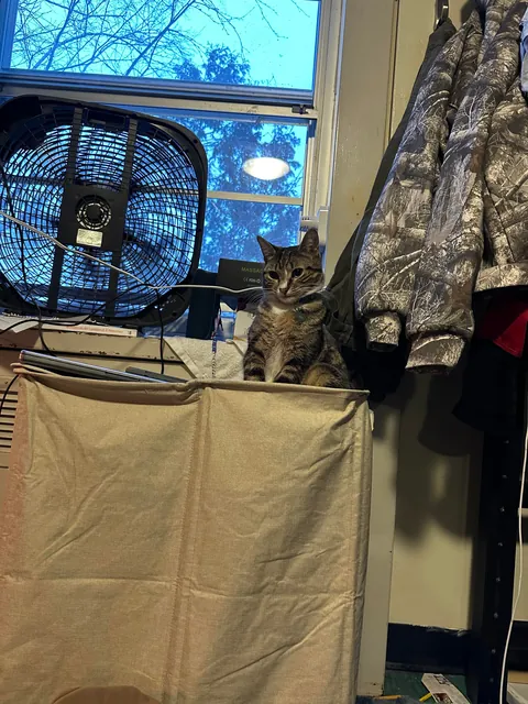 How do I explain that declawing is inhumane to my family