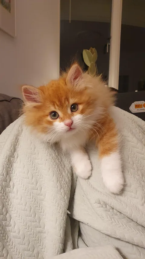 My rescue kitten, Pippi