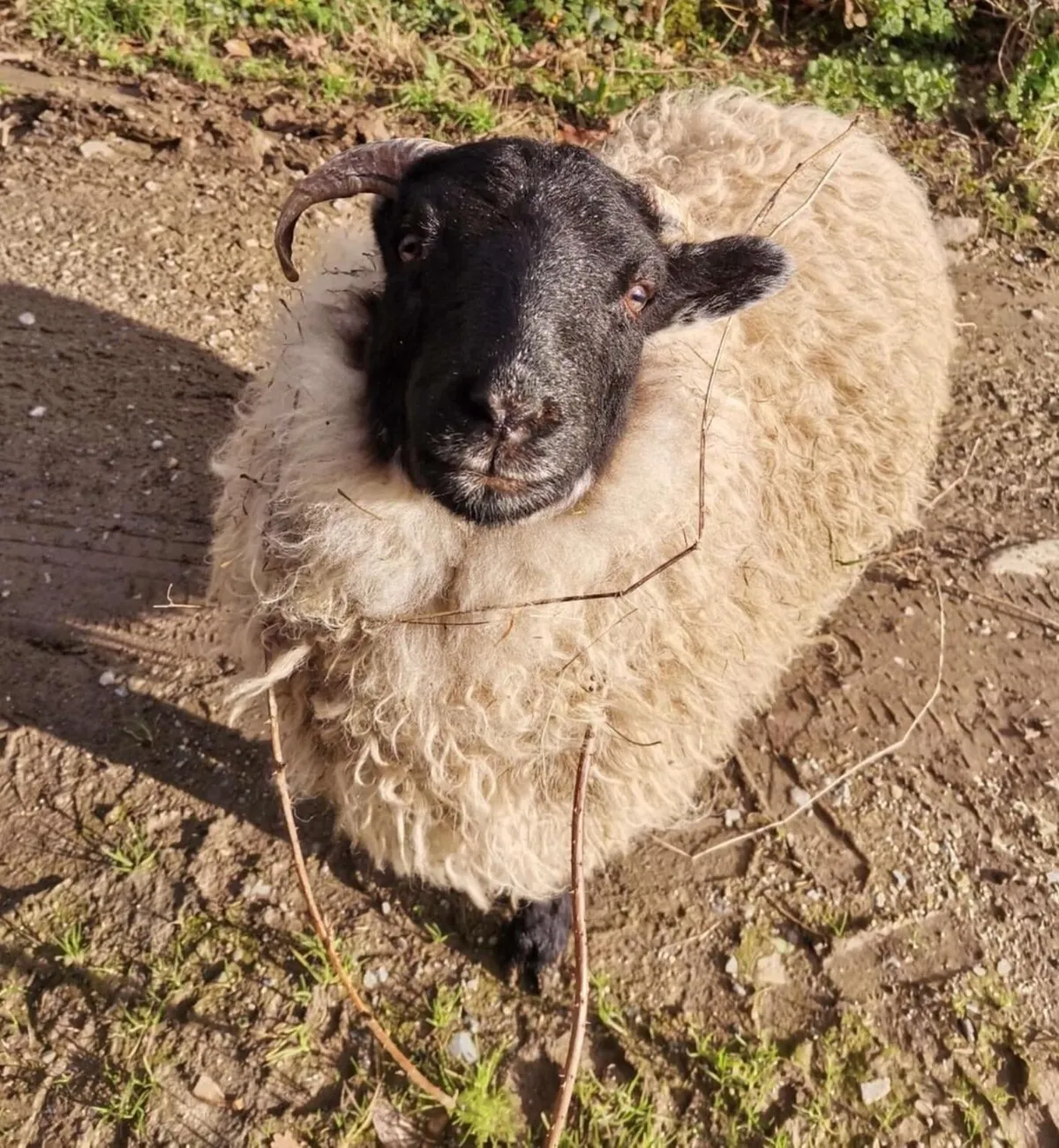 I’ve had Bramble for two years now. He was such a small lamb that I got him for free from a farmer, but he has grown into a very strong boy! I love him so much.