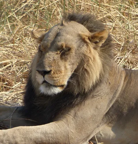 The lion accepts the receding hairline with dignity