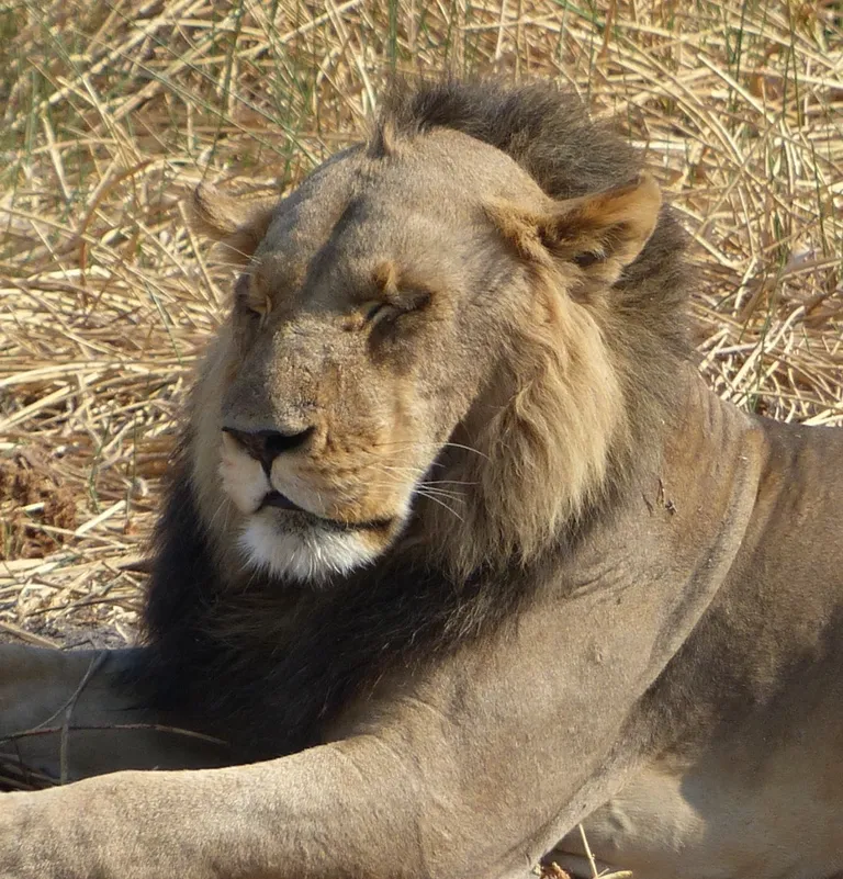 The lion accepts the receding hairline with dignity