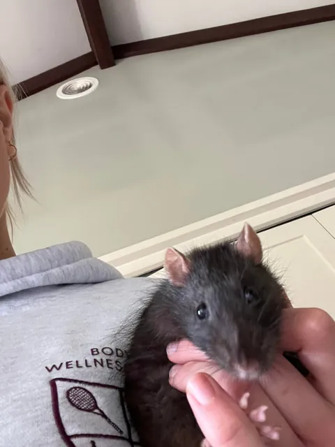 Swipe and guess which rat got into my butter chicken…