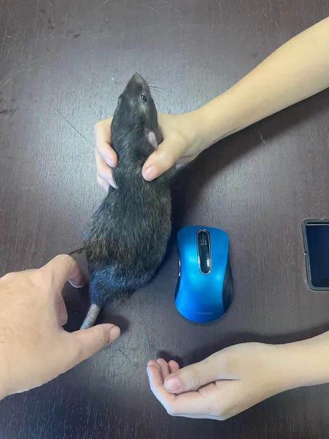 Final update:  Unsure if Fat or Pregnant