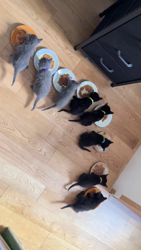 Dinner time for the little ones