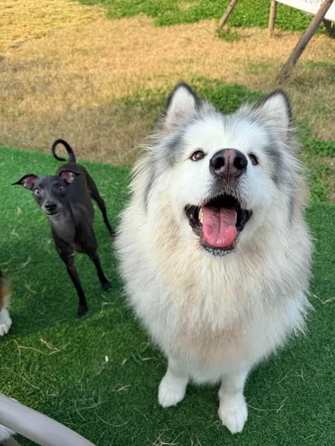 • The Bravest Warriors of Siberia