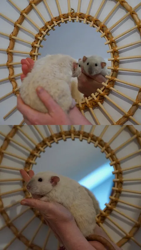 He was finally ready to learn that he is a rat