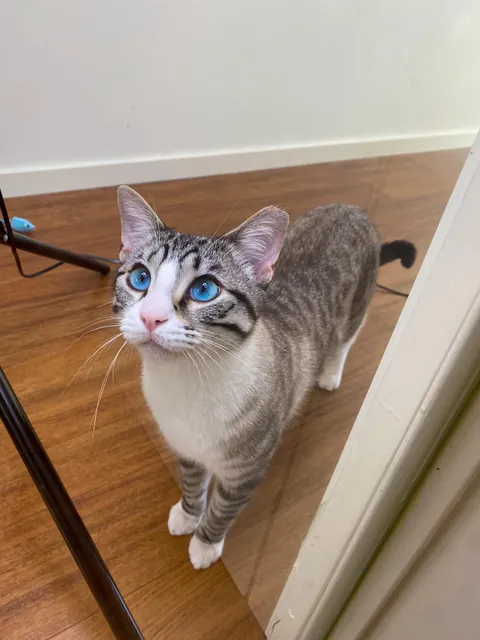 This is your reminder to please ADOPT don’t SHOP ^-^