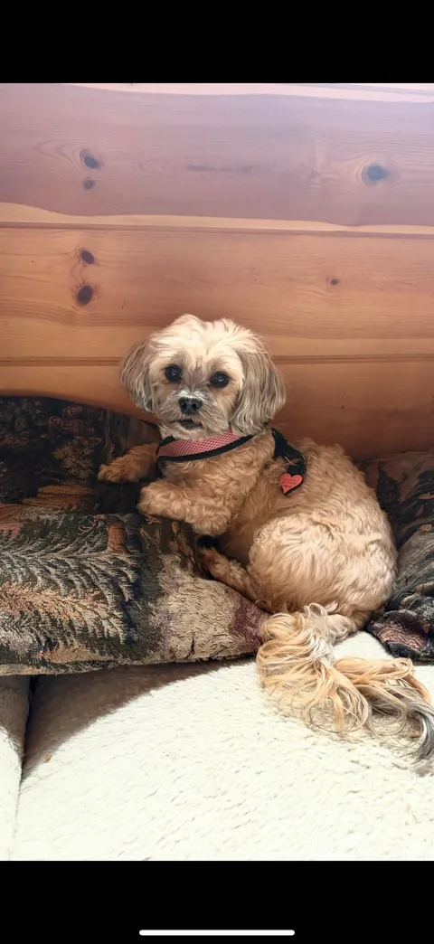 Happy 10th birthday to my cute fur baby!