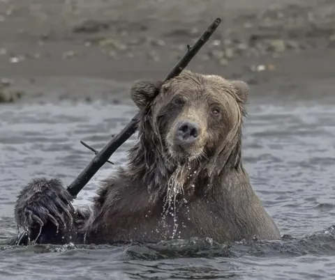 PsBattle: Bear with a stick