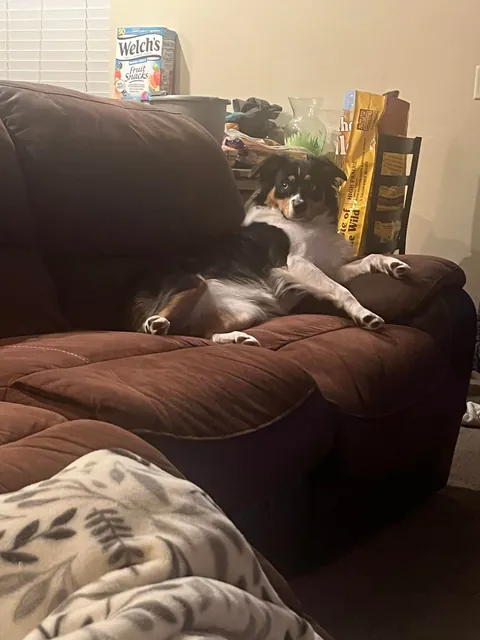 Almost a year since I adopted this creature and she is the best thing that has ever happened to me