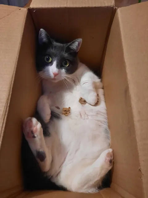 You can buy them all the toys in ghe world and all they want is the box it came in.