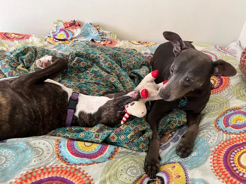 I was adopted 2 years ago today!