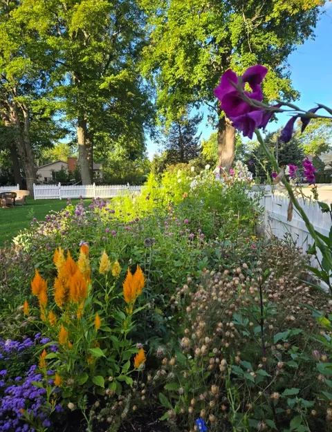 Second year cottage garden